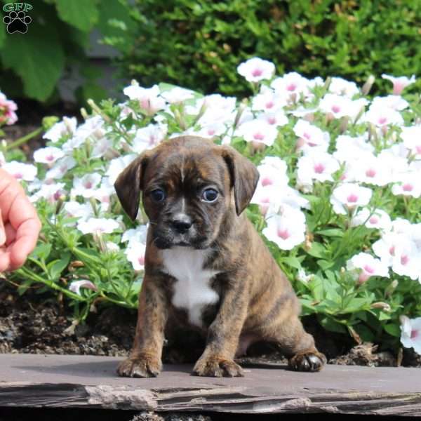 Kitty, Boston Terrier Mix Puppy